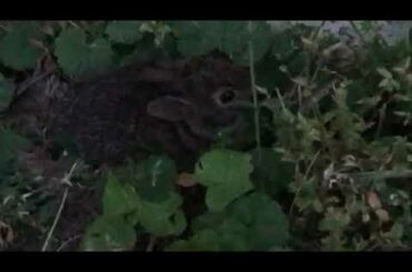 Bunny in My Backyard