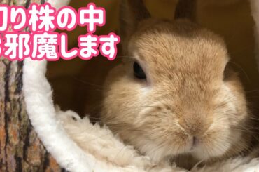 【うさぎ】切り株にお邪魔しました！【かわいい】Cute rabbit #87