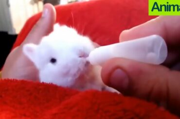 Rabbit Funny Video 2020 Compilation CUTE and CALM Animal