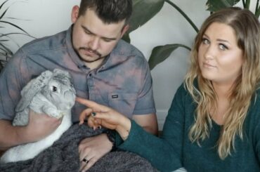 Putting Our Rabbit Up For Adoption :( Flemish Giant X Mini Lop Mix Looking for Great Home!