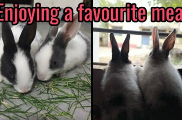 Enjoying a favorite meal