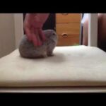 How to: Hold your Bunny Rabbit