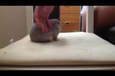 How to: Hold your Bunny Rabbit