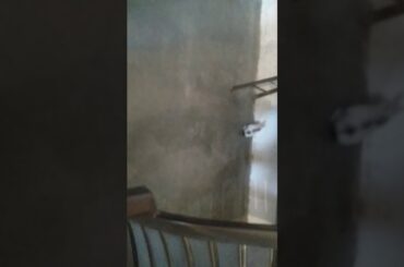 Play with cute rabbit