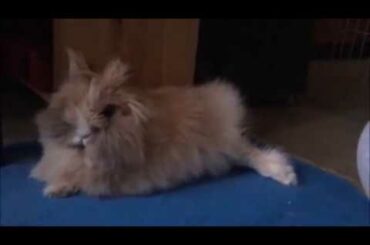 THE CUTEST Teddy Rabbit - Time to RELAX aka the rabbit SLAMS itself to the GROUND