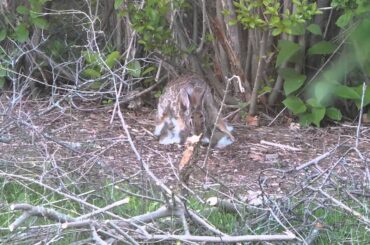 Wild Rabbit feeding her babies
