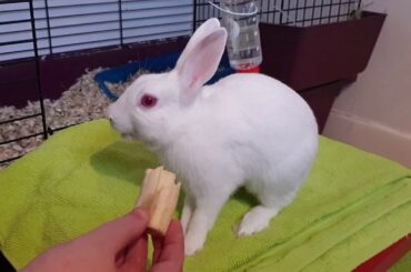 Cute bunny eating a yummy banana like a boss ASMR