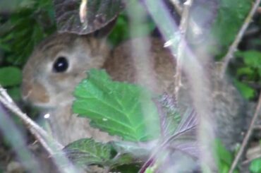 Baby rabbit hiding in the brambles