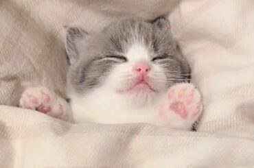 💗 Aww - Funny and Cute Animals Compilation 2020 💗 #50- CuteVN Animal