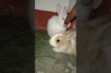 Cute rabbit
