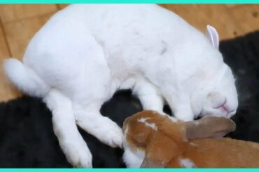 Funny And Cute Rabbit Flop Compilation