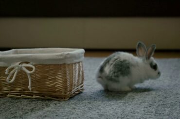 Cute white baby rabbit in a wicker basket slow motion footage