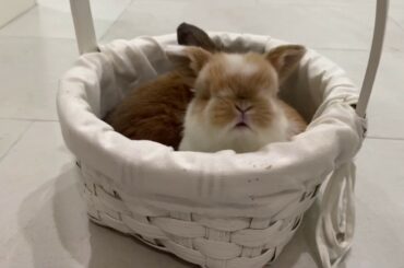Adorable Baby Bunny update 4 week old Holland Lops floppy ears