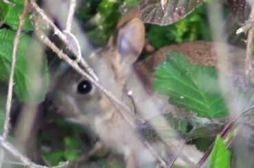 Baby rabbit hiding in the brambles (2)