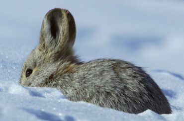 High Speed Rabbit Chase | North America