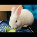 Our cute rabbit subbu ❤️