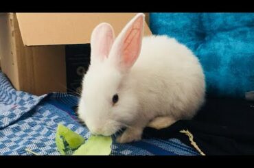 Our cute rabbit subbu ❤️