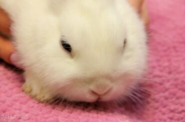 🐰 Relax with Neytiri Bunny Soo cute