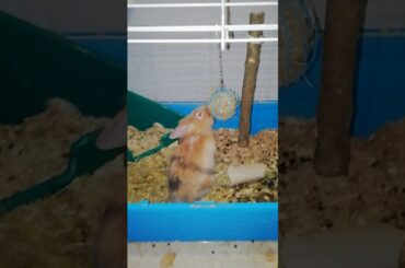 Snack time = Play time - cute bunny rabbit videos