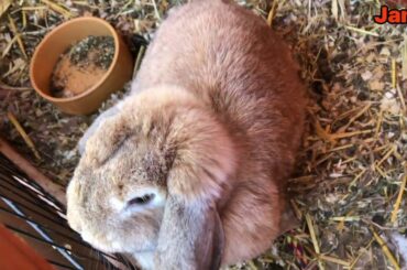2 Week Old Baby Bunnies