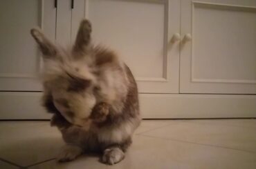 cute bunny washes his nose and ears
