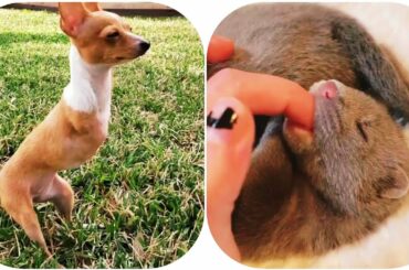 Cute Baby Animals Videos Compilation cute moment of the animals - Pets & Animals #4