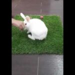 Bunny trick!! Cute and funny video #rabbit #playing #cute.