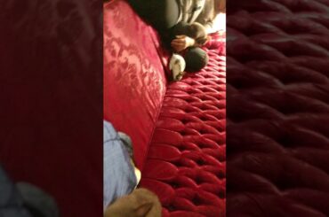 Cute Kits (baby rabbits)