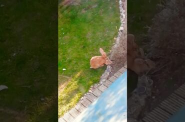 Giant Bunny, Hidden Bunny - Cute Bunny Video