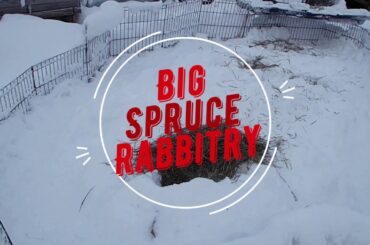 Nine Bunnies Playing in the Snow