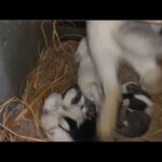 rabbit nursing babies at two weeks old - rabbits breastfeeding