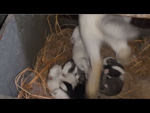 rabbit nursing babies at two weeks old - rabbits breastfeeding