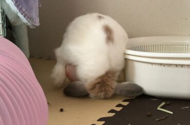 ボールに投げられるうさぎ！！ホーランドロップ うさぎ  Holland Lop  Rabbit  Child rabbit ＃227