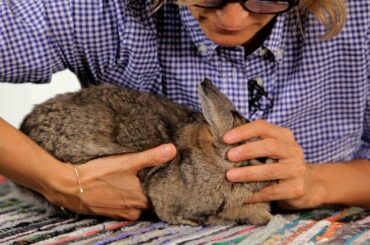 How to Handle a Pet Rabbit | Pet Rabbits