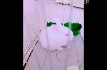 My cute little Rabbit (Pipo)🐇🐇🐇🐇🐇