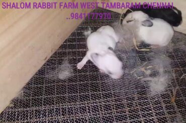 SHALOM RABBIT FARM WEST TAMBARAM CHENNAI .. Cute English Spotter Rabbit Bunnies