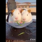 Cute rabbits tik tok videos..Like share and subscribe the channel for more videos