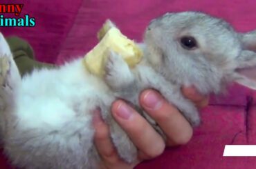 VARANASI RABBIT SELL HOME DELEVERY FREE 8112473872