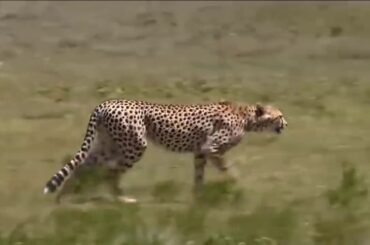 #Cheetah attack to #Rabbit very fast running