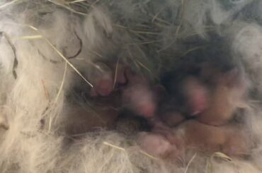 Baby rabbits!!!