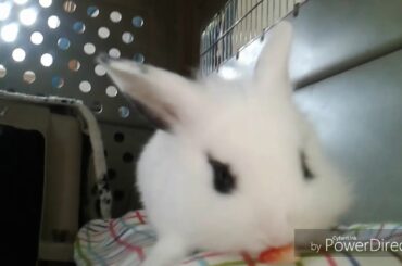Baby Bunny Tries His First Strawberry  (cuteness overload)  😍😍 | Rae’s Pets