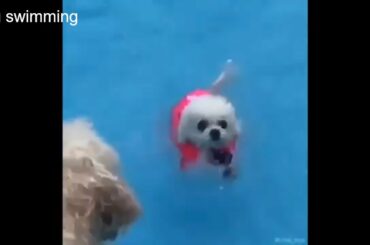 Cute baby animals Videos Compilation cute moment of the animals   Soo Cute! #23