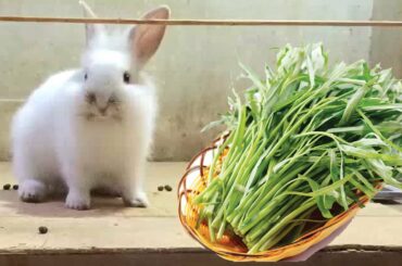 Rabbit - Bunny Eating water spinach Food ASMR I PND Rabbit