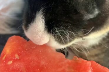 Bunny Eating Watermelon (ASMR)