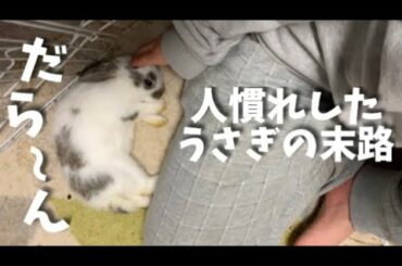 自宅で生まれたうさぎは、こんなに懐く