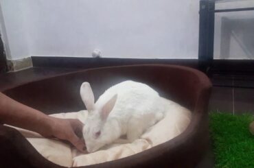 Cute bunny hops on to his bed to get a treat.#bunnytricks#rabbit#play#trained