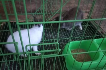 My cute Rabbits