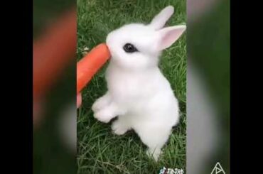 Little rabbit soo cute