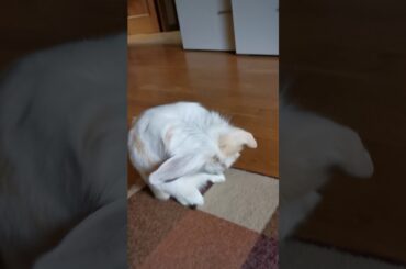 Bosque the rabbit washing