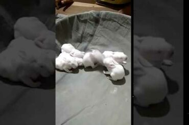 baby animal playing| cute baby rabbit| rabbit| fun with baby animal